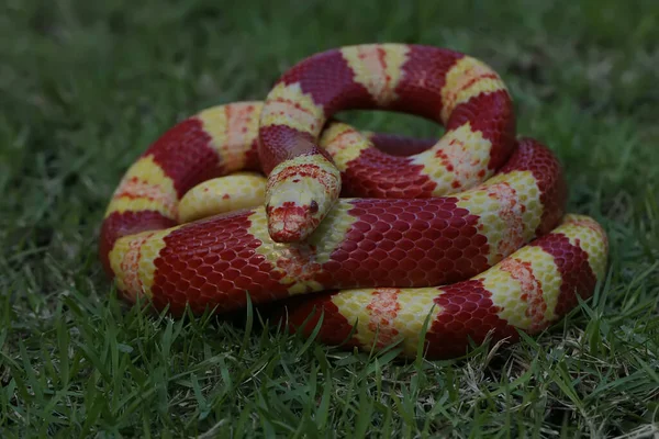 Uma Cobra Real Com Uma Combinação Tijolo Vermelho Dominante Amarelo — Fotografia de Stock