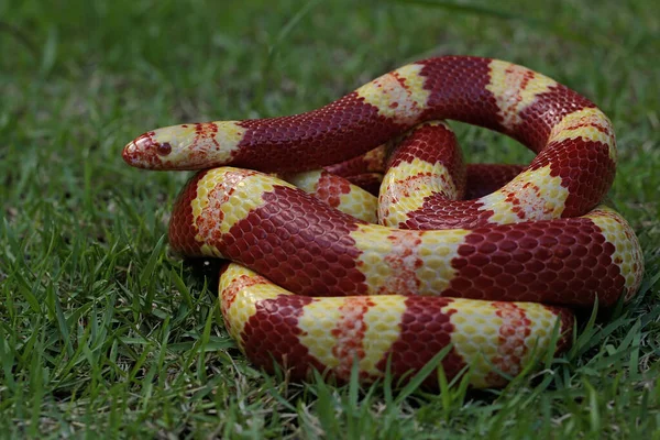 Král Had Kombinací Dominantní Červené Cihly Žluté Lampropeltis Hledá Kořist — Stock fotografie