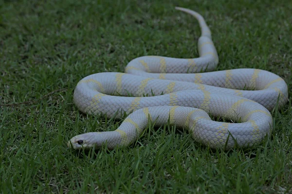 Królewski Wąż Lampropeltis Czystą Białą Podstawą Szuka Zdobyczy Trawie — Zdjęcie stockowe