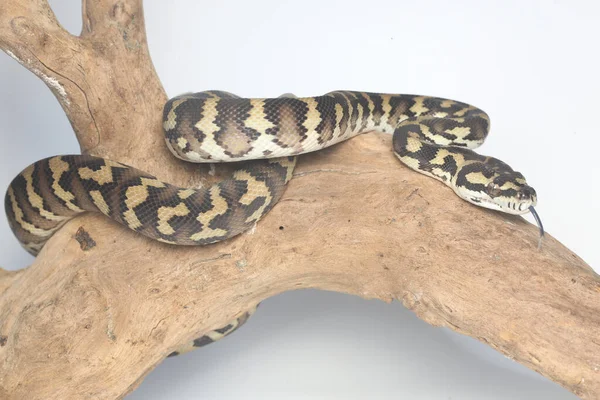 Python Had Ovinutý Kolem Ošlehaného Dřeva — Stock fotografie