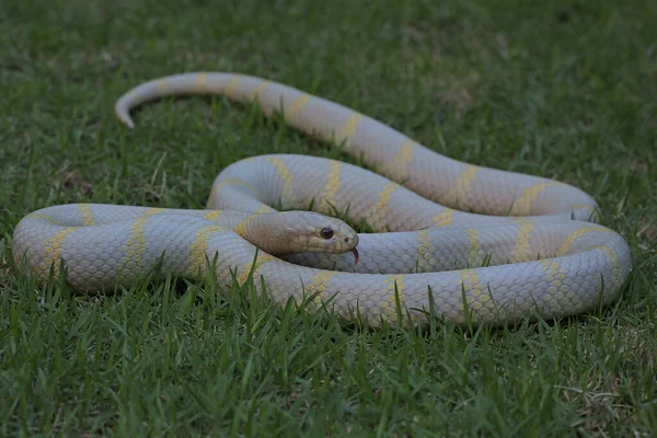 Кинак Lampropeltis Чистым Белым Основанием Ищет Добычу Траве — стоковое фото