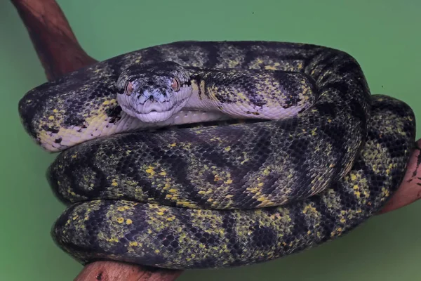 Eine Pythonschlange Ist Verwittertes Holz Gewickelt — Stockfoto