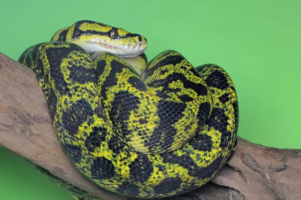 Uma Cobra Python Enrolado Torno Madeira Intemperizada — Fotografia de Stock