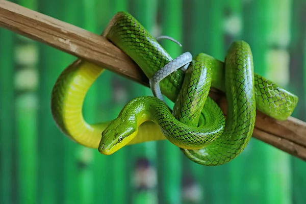 Een Python Slang Gewikkeld Rond Verweerd Hout — Stockfoto