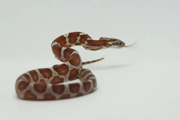 Uma Cobra Milho Pantherophis Guttatus Está Pronta Para Atacar — Fotografia de Stock