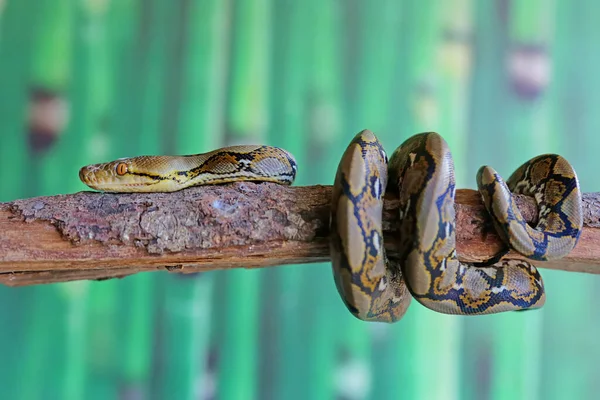 Een Python Slang Gewikkeld Rond Verweerd Hout — Stockfoto