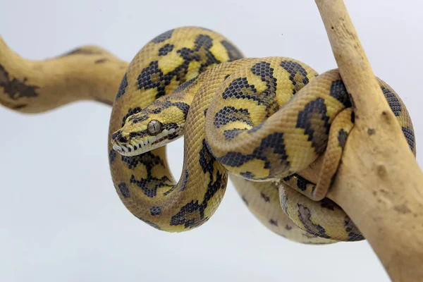 Uma Cobra Python Enrolado Torno Madeira Intemperizada — Fotografia de Stock