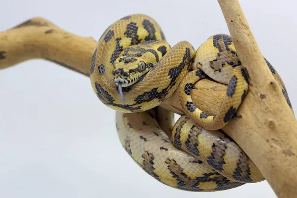一条蟒蛇缠绕在风化的木头上 — 图库照片