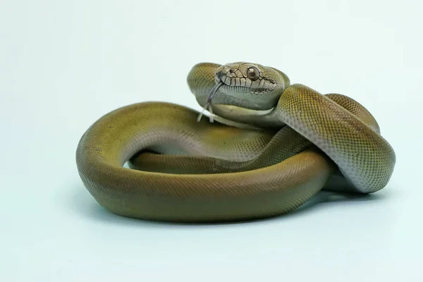 Una Pitón Aceituna Papúa Apodora Papuana Está Mostrando Comportamiento Agresivo — Foto de Stock