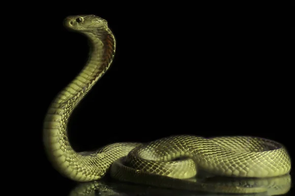 Javan Cuspir Cobra Naja Sputatrix Está Pronto Para Atacar — Fotografia de Stock