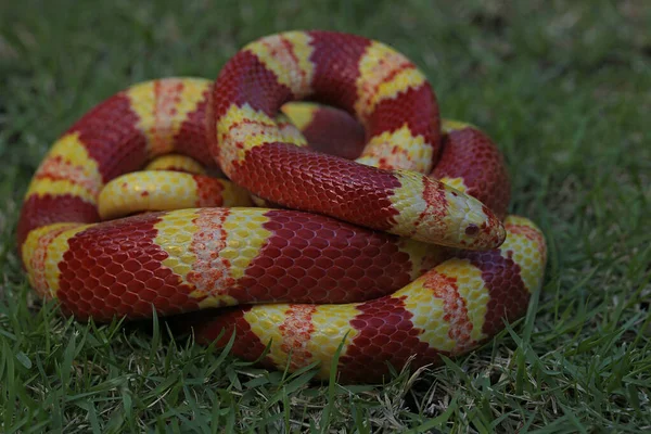 Expressão Uma Cobra Quando Pronta Para Atacar — Fotografia de Stock