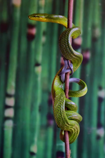 Uma Cobra Python Enrolado Torno Madeira Intemperizada — Fotografia de Stock