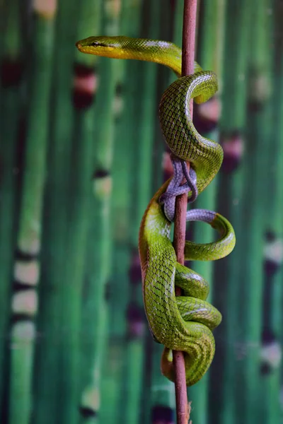 Python Snake Wrapped Weathered Wood Stock Image