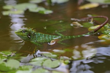 Yeşil bir ibikli kertenkele (Bronchocela jubata) günlük aktivitelerine başlamadan önce güneşleniyor.
