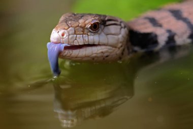 Mavi dilli bir kertenkele (Tiliqua sp) günlük aktivitelerine başlıyor.