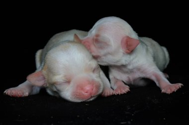 İki yavru chihuahua emeklemeyi öğreniyor. Siyah arkaplan üzerine seçici odak.