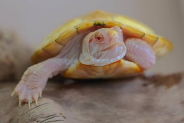 Bir albino kırmızı kulak kaydırıcı (Trachemys script ta elegans) kaplumbağa kuru kütüklerin üzerinde güneşleniyor. Beyaz arkaplan üzerine seçici odak.