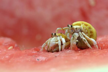 İki münzevi yengeç (Paguroidea sp) karpuzların üzerinde yavaşça yürüyorlar. Bulanık arkaplan üzerine seçmeli odak.