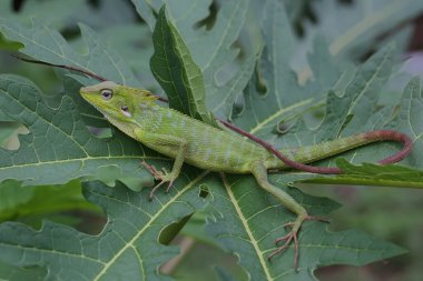 Yeşil bir ibikli kertenkele (Bronchocela jubata) günlük aktivitelerine başlamadan önce güneşleniyor.
