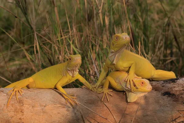 Gruppo Iguane Gialle Prende Sole Sul Legno Secco — Foto Stock