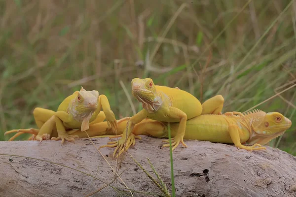 Grupo Iguanas Amarelas Estão Tomando Banho Sol Madeira Seca — Fotografia de Stock