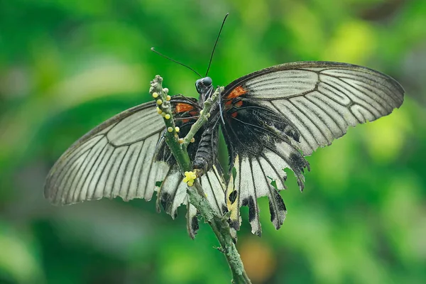 Papillon Pond Ses Œufs Dans Buisson Focus Sélectif Sur Fond — Photo