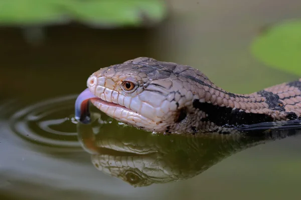 Egy Kék Nyelvű Skink Tiliqua Kezdi Napi Tevékenységét — Stock Fotó