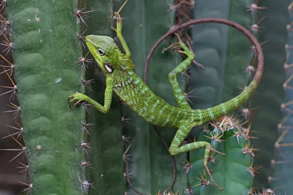 Green Crested Lizard Bronchocela Jubata Sunbathing Banana Leaf Starting His — Stock Photo, Image