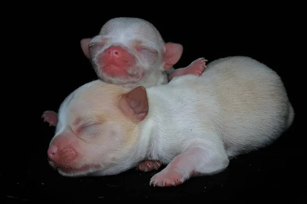 Dois Chihuahuas Bebés Estão Aprender Rastejar Foco Seletivo Fundo Preto — Fotografia de Stock