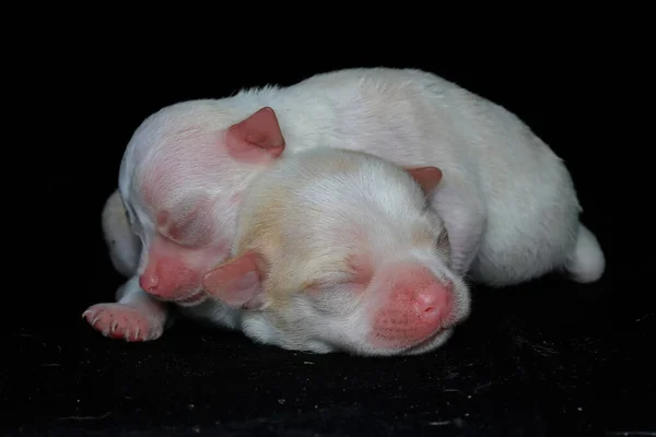 Dos Chihuahuas Bebés Están Aprendiendo Gatear Enfoque Selectivo Fondo Negro — Foto de Stock