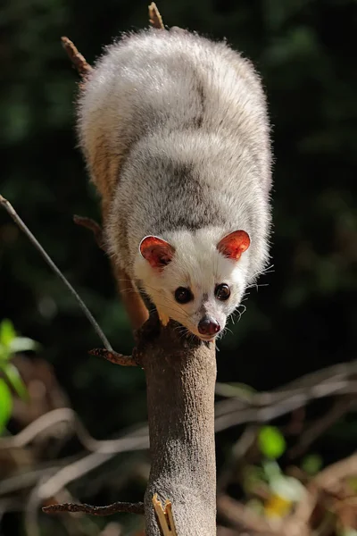 Gato Civet Tipo Ponto Vedação Está Preparando Para Saltar — Fotografia de Stock