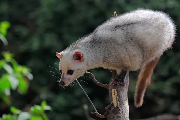 Gato Civet Tipo Ponto Vedação Está Preparando Para Saltar — Fotografia de Stock