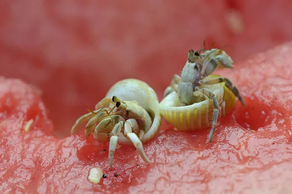 Deux Crabes Ermites Paguroidea Marchent Lentement Sur Les Pastèques Focus — Photo