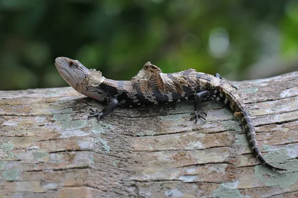 Modrý Jazyk Skink Tiliqua Začíná Své Denní Aktivity — Stock fotografie