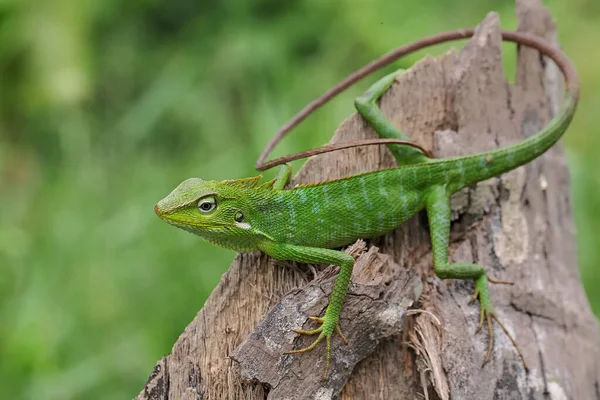 Una Lucertola Crestata Verde Bronchocela Jubata Prende Sole Prima Iniziare — Foto Stock