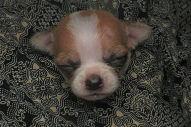 Şirin ve sevimli yüzlü bir chihuahua..