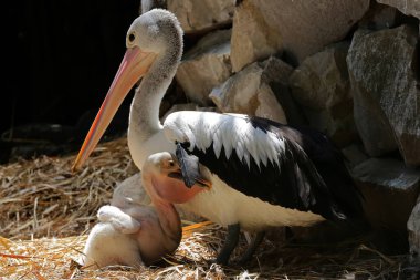 Bir anne Avustralya pelikanı (Pelecanus conspicilatus) genç bir kızla birlikte bir yuvada dinleniyor..
