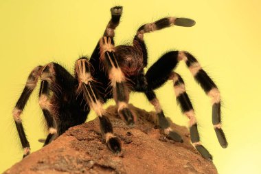 Bir tarantula yıpranmış bir ağaçta dinleniyor..