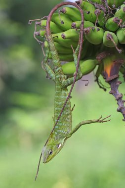 Yeşil bir ibikli kertenkele (Bronchocela jubata) günlük aktivitelerine başlamadan önce güneşleniyor.