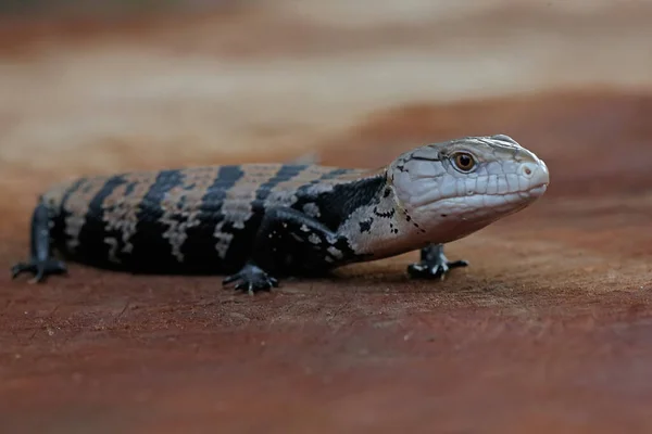 一只蓝舌溜冰鞋 Tiliqua 开始了它的日常活动 — 图库照片