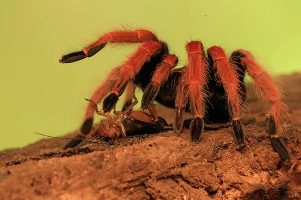 Egy Tarantula Pihen Egy Kiszáradt Fán — Stock Fotó