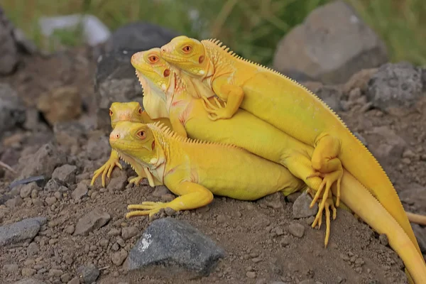 Grupo Iguanas Amarelas Estão Tomando Banho Sol Foco Seletivo Com — Fotografia de Stock