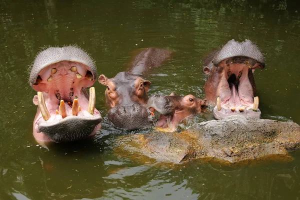 Τρεις Ιπποπόταμοι Μουλιάζουν Στο Νερό Της Πισίνας — Φωτογραφία Αρχείου