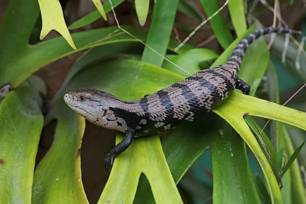 一只蓝舌溜冰鞋 Tiliqua 开始了它的日常活动 — 图库照片