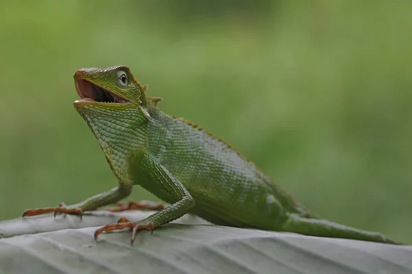 Lagarto Crista Verde Bronchocela Jubata Está Tomando Sol Antes Iniciar — Fotografia de Stock