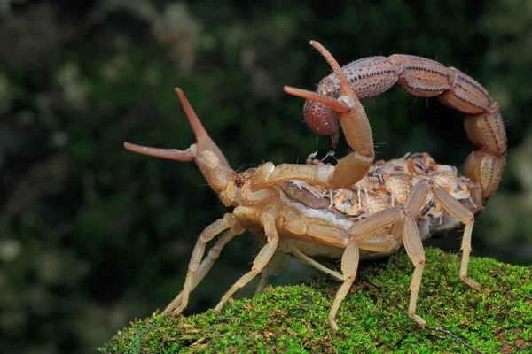A scorpion mother (Hottentotta hottentotta) is holding her babies.