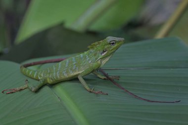 Yeşil bir ibikli kertenkele (Bronchocela jubata) günlük aktivitelerine başlamadan önce güneşleniyor.