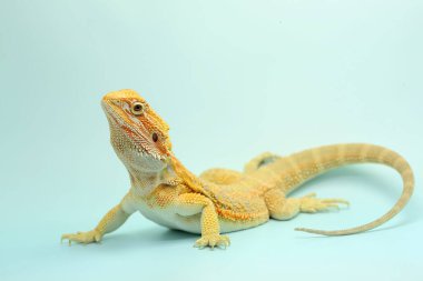 Sakallı bir ejderha (Pogona sp) saldırgan davranışlar sergiliyor.