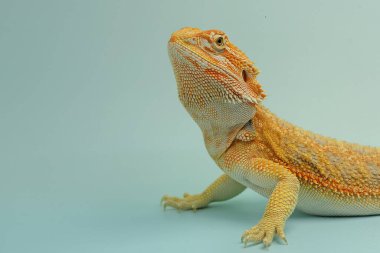 Sakallı bir ejderha (Pogona sp) saldırgan davranışlar sergiliyor.