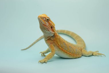 Sakallı bir ejderha (Pogona sp) saldırgan davranışlar sergiliyor.